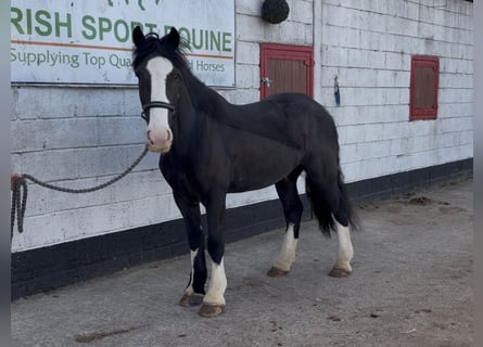 Cob, Castrone, 5 Anni, 148 cm