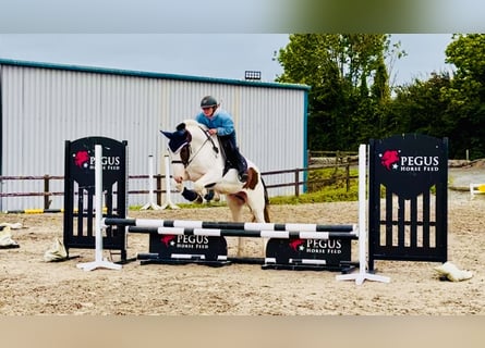 Cob, Castrone, 5 Anni, 158 cm, Pezzato