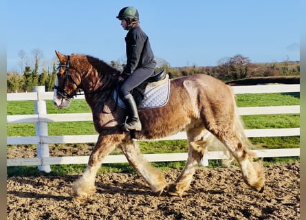 Cob, Castrone, 5 Anni, 159 cm, Roano rosso