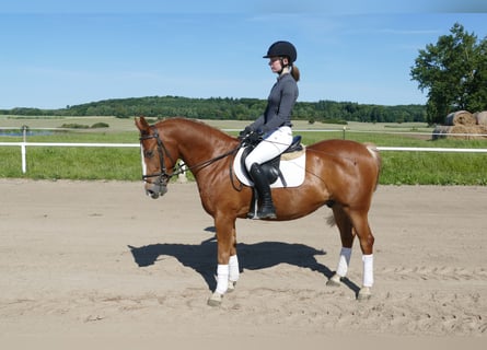 Cob, Gelding, 10 years, 13,2 hh, Chestnut-Red