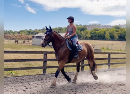 Cob, Gelding, 11 years, 15.1 hh, Bay
