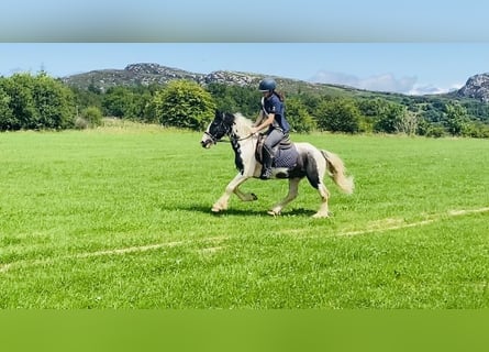 Cob, Gelding, 14 years, 13.1 hh, Pinto