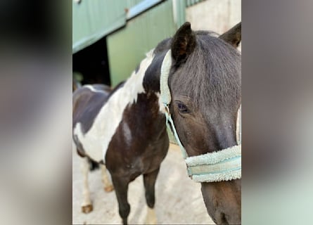 Cob, Gelding, 17 years, 11,2 hh, Pinto