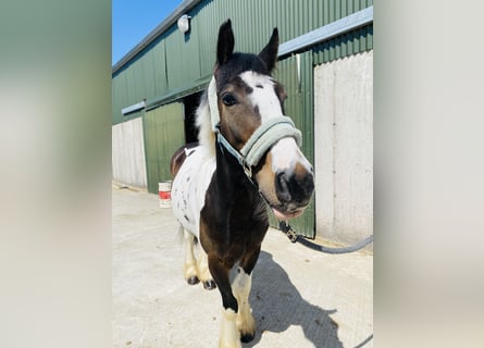 Cob, Gelding, 4 years, 12,2 hh, Leopard-Piebald