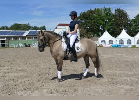 Cob, Gelding, 4 years, 13.2 hh, Dun