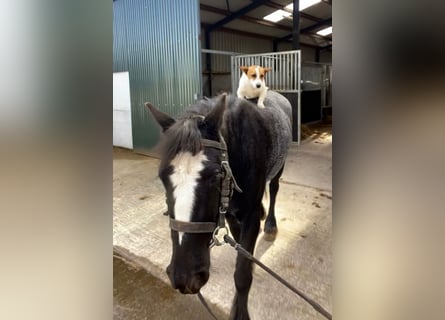 Cob, Gelding, 4 years, 13,2 hh, Gray-Blue-Tan