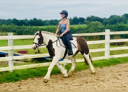 Cob, Gelding, 4 years, 13,3 hh, Pinto