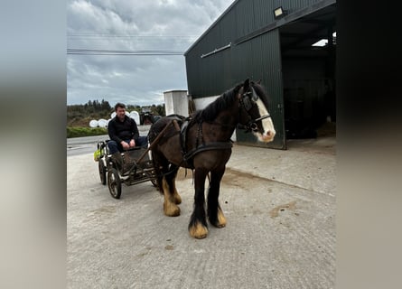 Cob, Gelding, 4 years, 13,1 hh, Black