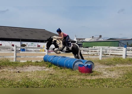 Cob, Gelding, 4 years, 14.1 hh, Pinto