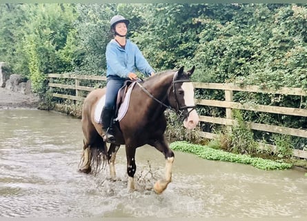 Cob, Gelding, 4 years, 14,1 hh, Brown