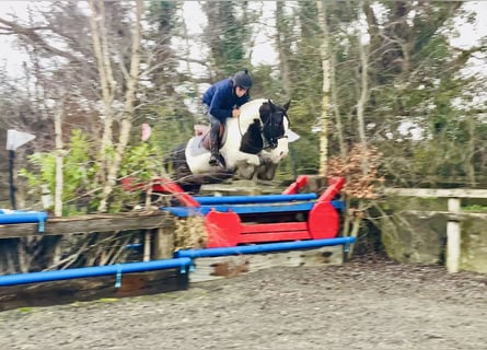 Cob, Gelding, 4 years, 14,3 hh, Pinto