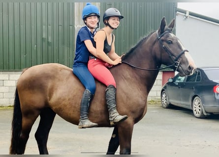 Cob, Gelding, 4 years, 15.2 hh, Brown