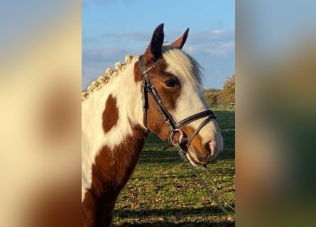 Cob, Gelding, 4 years, 15 hh, Pinto