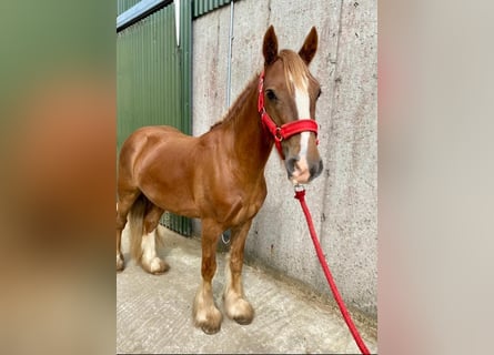 Cob, Gelding, 5 years, 12 hh