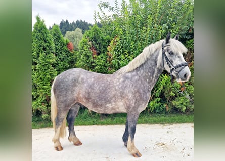 Cob, Gelding, 5 years, 13,3 hh, Gray-Blue-Tan