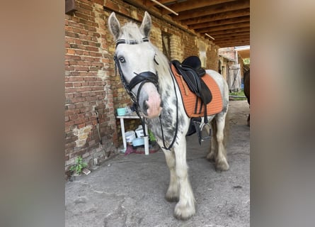 Cob, Gelding, 5 years, 13,2 hh, Tobiano-all-colors