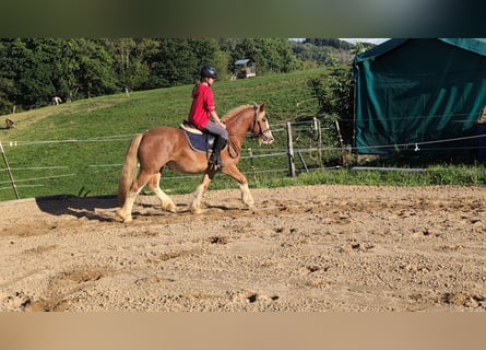 Cob, Gelding, 5 years, 14.1 hh, Chestnut-Red