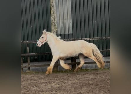 Cob, Gelding, 5 years, 14.1 hh, Palomino