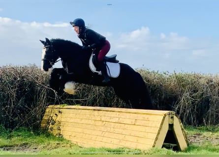 Cob, Gelding, 5 years, 14.2 hh, Black