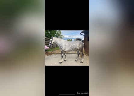 Cob, Gelding, 5 years, 14 hh, Gray
