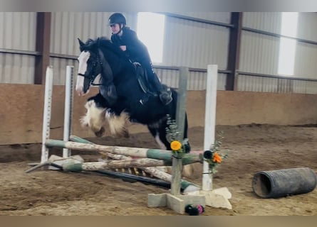 Cob, Gelding, 5 years, 14,2 hh, Black
