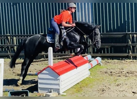 Cob, Gelding, 5 years, 15,1 hh, Black