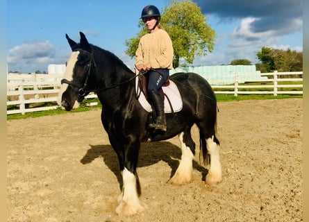 Cob, Wallach, 5 Jahre, 15,1 hh, Rappe