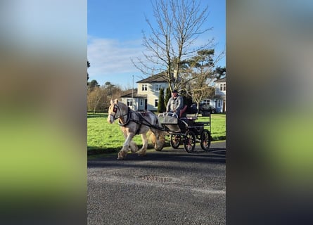 Cob, Gelding, 6 years, 14,1 hh, Gray-Red-Tan