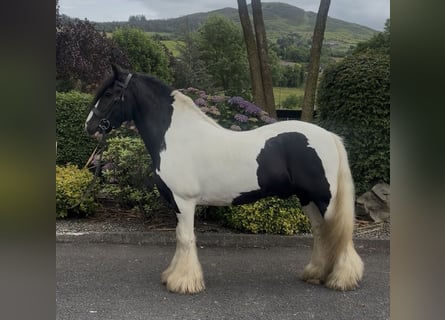 Cob, Gelding, 9 years, 13.2 hh, Tobiano-all-colors