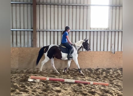 Cob, Giumenta, 12 Anni, 150 cm, Pezzato