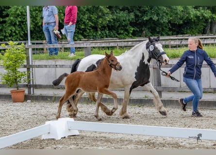 Cob, Giumenta, 14 Anni, 113 cm, Pezzato