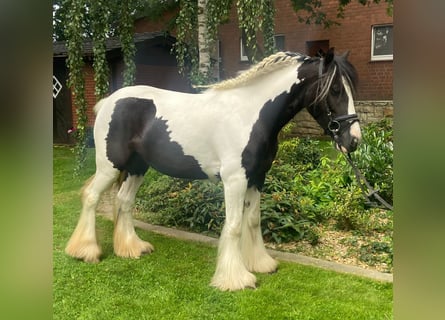 Cob, Giumenta, 4 Anni, 137 cm, Pezzato