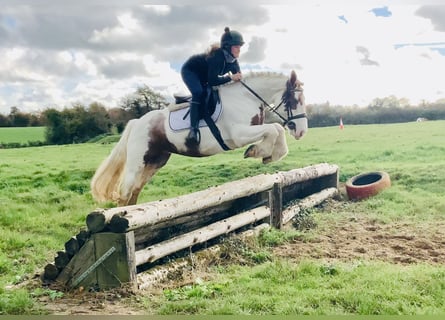Cob, Giumenta, 4 Anni, 145 cm, Pezzato