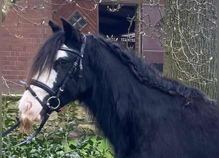 Cob, Giumenta, 5 Anni, 135 cm, Pezzato