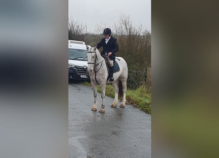 Cob, Giumenta, 5 Anni