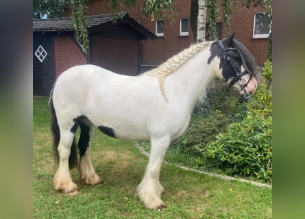 Cob, Giumenta, 6 Anni, 130 cm, Pezzato