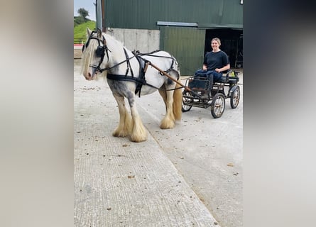 Cob, Giumenta, 6 Anni, 135 cm, Leardo