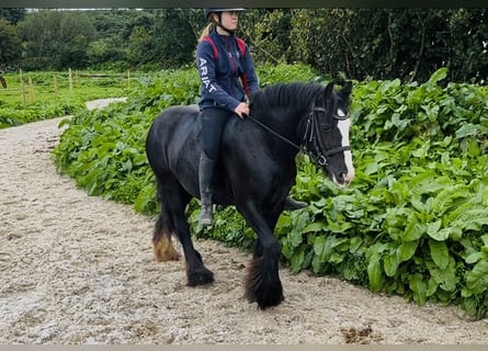 Cob, Giumenta, 8 Anni, 138 cm, Morello