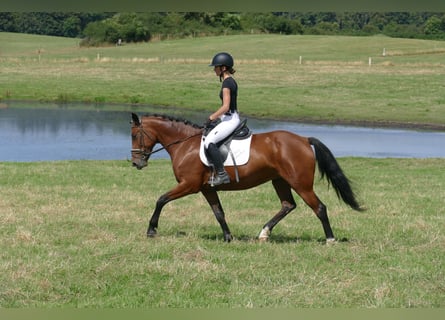 Cob, Giumenta, 8 Anni, 156 cm, Baio