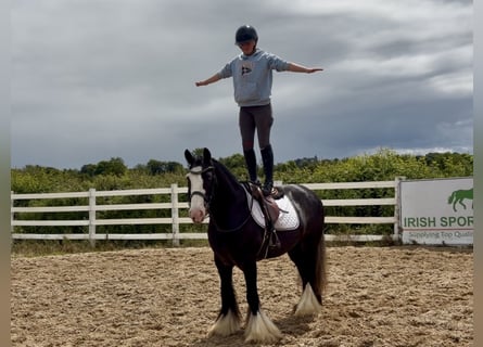 Cob, Hongre, 10 Ans, 148 cm, Noir