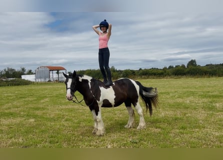 Cob, Hongre, 4 Ans, 147 cm, Tobiano-toutes couleurs