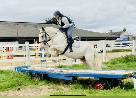 Cob, Hongre, 4 Ans, 155 cm, Pinto