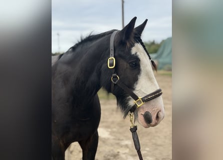 Cob Croisé, Hongre, 6 Ans, 140 cm, Noir