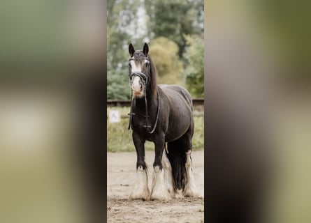 Cob Croisé, Hongre, 6 Ans, 140 cm, Noir