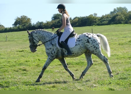 Cob, Hongre, 7 Ans, 158 cm, Léopard