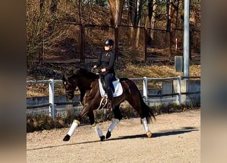 Cob, Hongre, 7 Ans, 161 cm, Noir