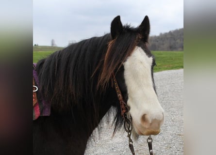 Cob Irlandese / Tinker / Gypsy Vanner, Castrone, 10 Anni, 132 cm, Sabino