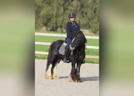 Cob Irlandese / Tinker / Gypsy Vanner, Castrone, 11 Anni, 126 cm, Morello