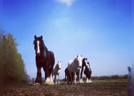 Cob Irlandese / Tinker / Gypsy Vanner, Castrone, 11 Anni, 145 cm, Morello