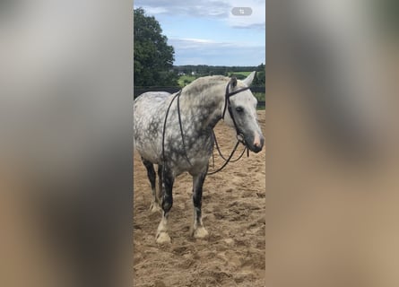 Cob Irlandese / Tinker / Gypsy Vanner Mix, Castrone, 11 Anni, 150 cm, Grigio pezzato